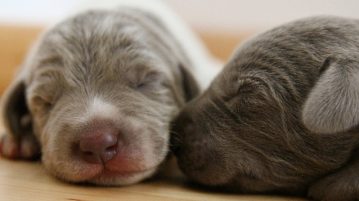 zwei kleine Hundewelpen schlafen