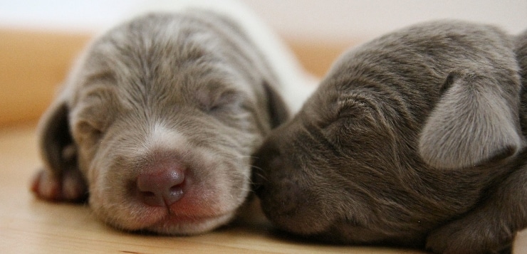 zwei kleine Hundewelpen schlafen