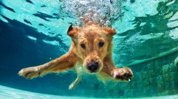 Hund taucht unter Wasser