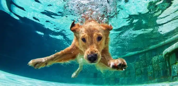 Hund taucht unter Wasser