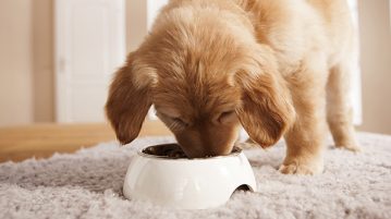 Das passende Futter für deinen Hund finden