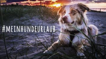 Gesucht wird das ausgefallenste Hunde-Urlaubsfoto
