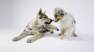 Happy Dog – beste Qualität „Made in Germany“
