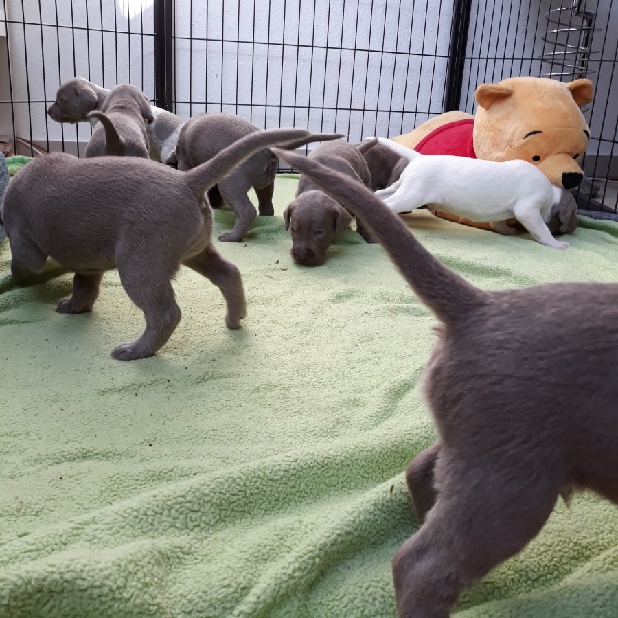 Mehrere graue und ein weißer Welpe tapsen über eine grüne Decke im Gitterauslauf mit Plüschtier