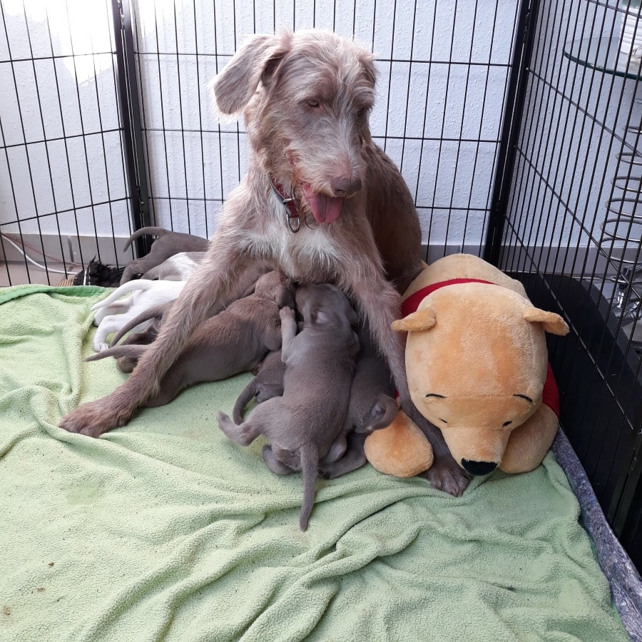 Rauhaarige Hündin sitzt im Welpenauslauf, mehrere graue Welpen trinken, daneben liegt ein großes Stofftier