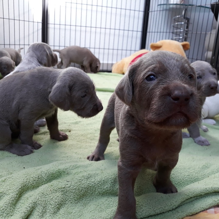 Grauer Welpe blickt neugierig in die Kamera, während seine Geschwister im Auslauf auf grüner Decke spielen