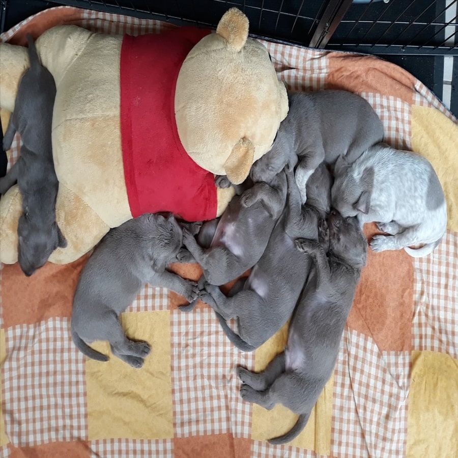 Mehrere graue und ein weißer Welpe schlafen dicht aneinander und an einem großen Plüschtier auf Decke