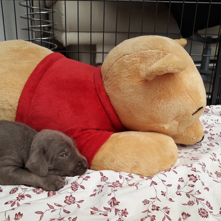 Grauer Welpe liegt eng an ein großes Plüschtier gekuschelt auf einer gemusterten Decke