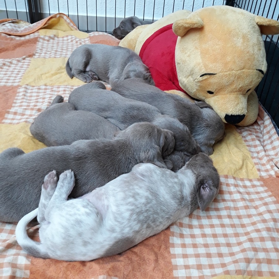 Graue und weiß gesprenkelte Welpen schlafen dicht aneinander und an einem großen Plüschtier im Auslauf