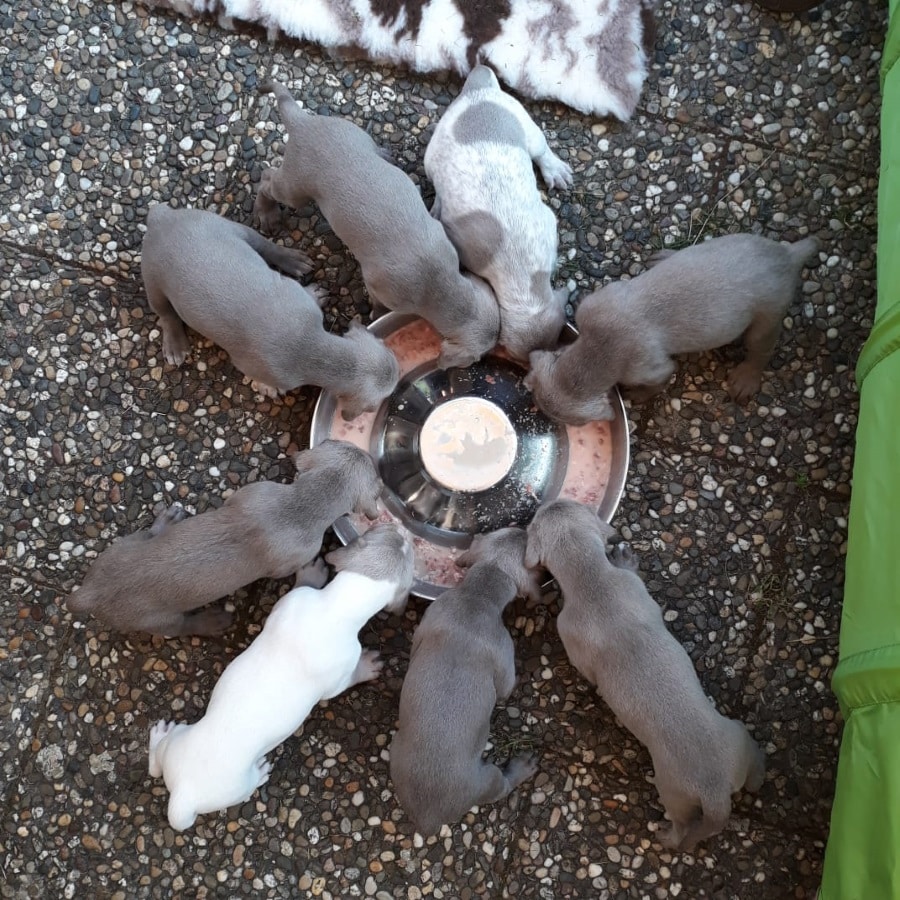 Mehrere graue und weiße Welpen stehen kreisförmig um einen Napf und schlecken Futter