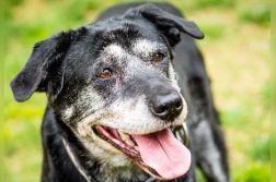 alter Hund mit grauem Gesicht