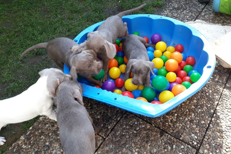 Mehrere Welpen spielen ausgelassen in einer blauen Muschelschale voller bunter Plastikbälle.