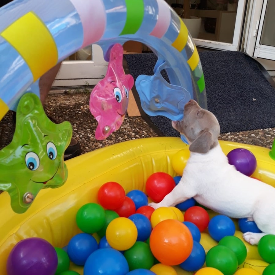 Weißer Welpe mit grauem Kopf spielt in einem bunten Bällebad mit aufblasbarem Spielbogen
