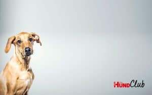 DH_Club_Monitor_1_4000x2500 DH_Club_Monitor_1_4000x2500