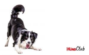 DH_Club_Monitor_2_4000x2500 DH_Club_Monitor_2_4000x2500