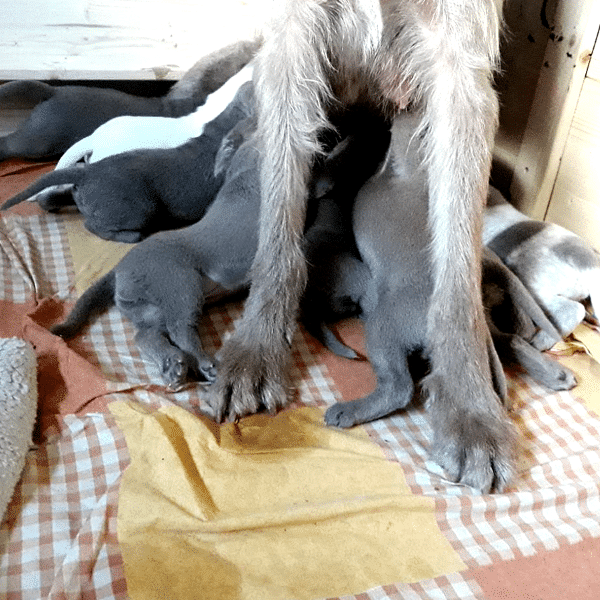 Sitzende Hündin säugt mehrere graue Welpen, die sich unter ihr auf der Decke drängen