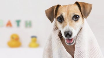Wellness für Hunde: Tierwohl oder Vermenschlichung?