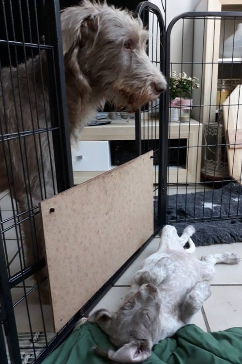 Großer Hund schaut in ein Gittergehege auf einen spielend auf dem Rücken liegenden Welpen am Boden.