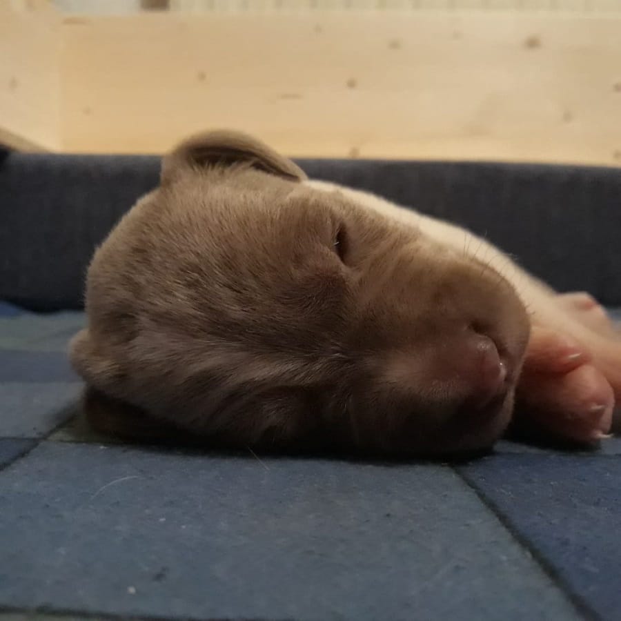 Die Augen der kleinen Welpen öffnen sich langsam.