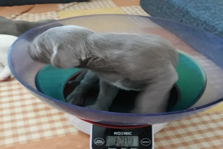Grauer Welpe liegt in einer Schüssel auf der digitalen Waage beim Wiegen