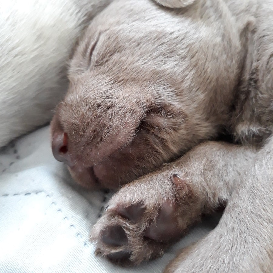 Nahaufnahme eines schlafenden grauen Welpen, der eng an ein anderes Fell kuschelt