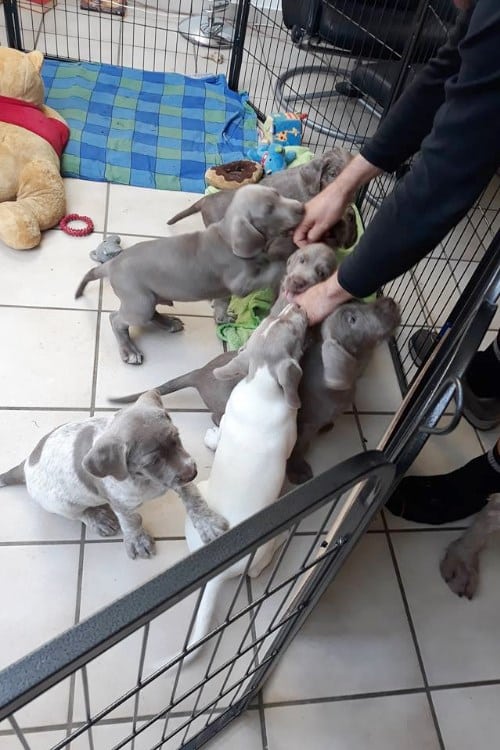 Mehrere Welpen drängen sich im Gittergehege um eine Person, die sie streichelt.