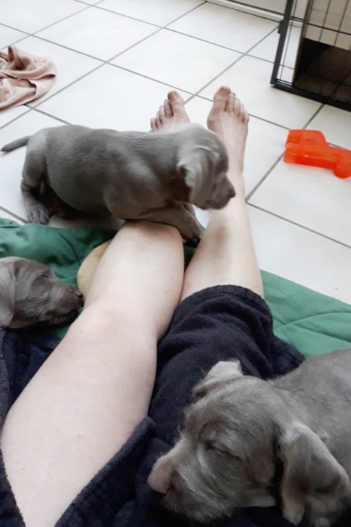 Mehrere graue Welpen kuscheln und spielen an den Beinen einer liegenden Person auf einer Decke.