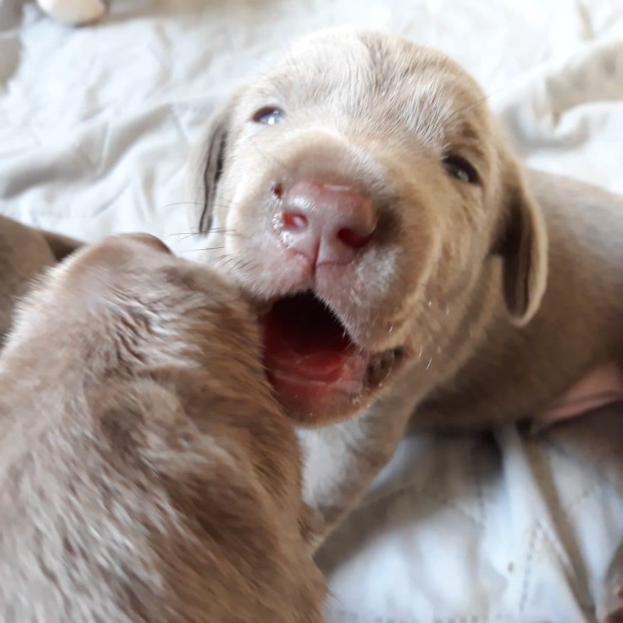 Grauer Welpe mit geöffnetem Mäulchen spielt neugierig mit einem Wurfgeschwisterchen in Nahaufnahme
