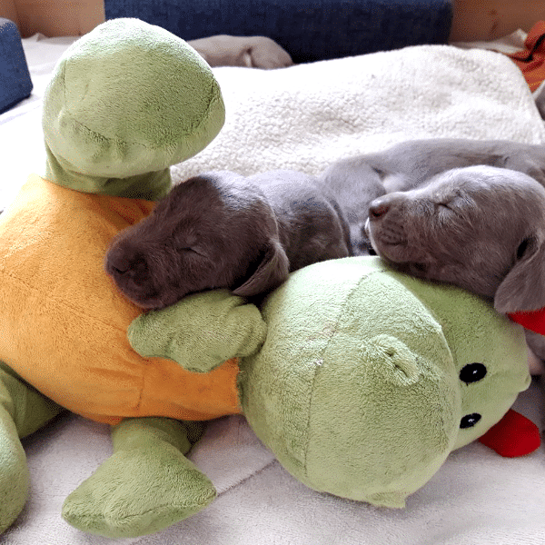 Zwei schlafende graue Welpen kuscheln sich eng an ein großes grünes Stofftier auf dem Bett