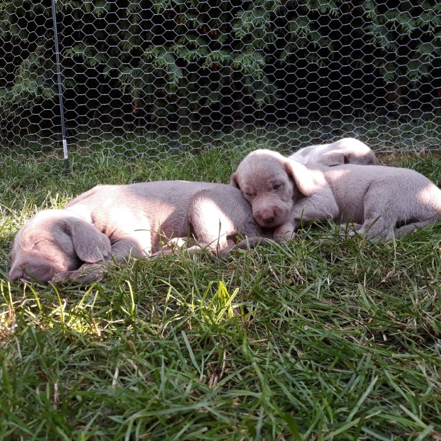 Mehrere graue Welpen schlafen aneinandergeschmiegt im Gras vor einem Drahtzaun im Garten