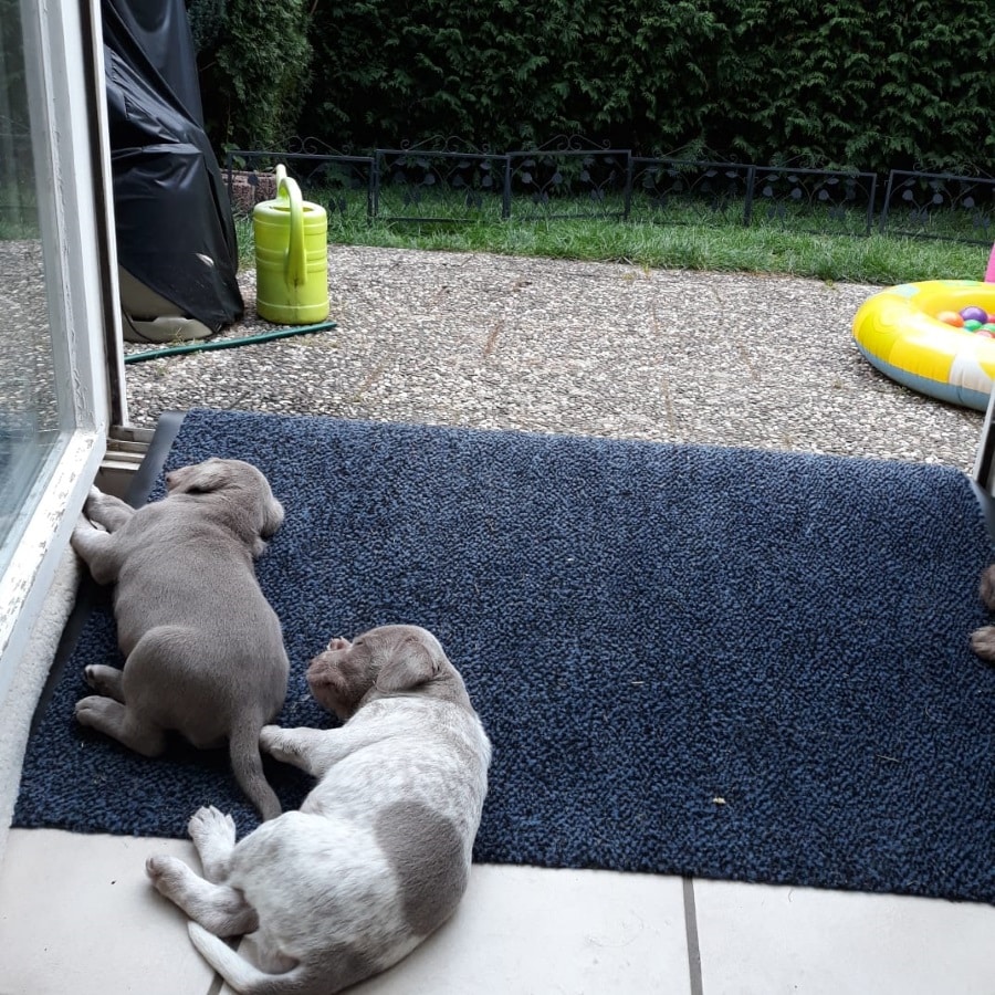 Zwei Welpen dösen auf einer dunklen Fußmatte an der Terrassentür, draußen Garten und buntes Planschbecken