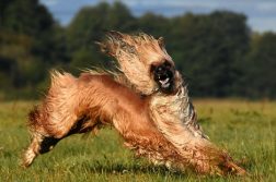 Afghanischer Windhund rennt über eine Wiese