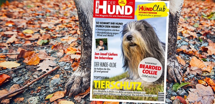 Magazin DER HUND, Cover der Ausgabe 11/18