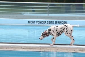 Dalmatiner geht am Beckenrand entlang