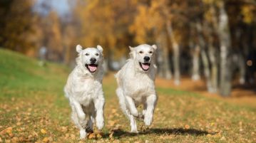 Zwei Retriever rennen im Herbst über eine Wiese