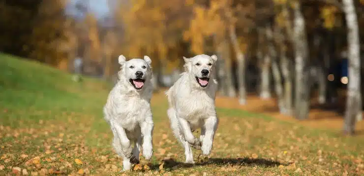 Zwei Retriever rennen im Herbst über eine Wiese
