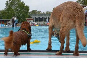 Ein Dackel und ein Retriever schauen vom Rand in ein Schwimmbecken.
