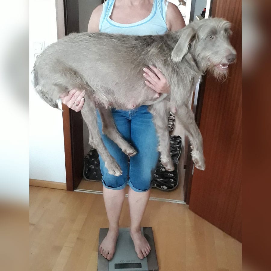 Person steht barfuß auf der Waage und hält eine große rauhaarige Hündin quer im Arm
