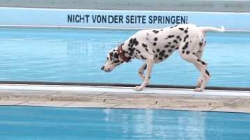 Die Saison der Hundebadetage startet! Dalmatiner läuft im Schwimmbad am Beckenrand entlang
