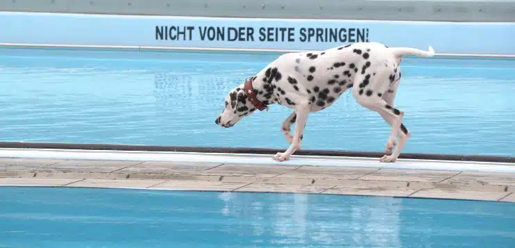 Dalmatiner läuft im Schwimmbad am Beckenrand entlang