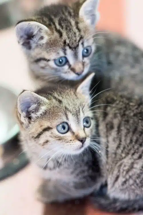 2 graue getigerte Kätzchen mit blauen Augen