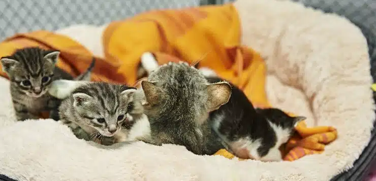 Kleine Kätzchen mit Mutter im Körbchen