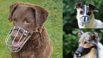 Maulkorb: Pro & Contra Drei Hunde mit Maulkörben
