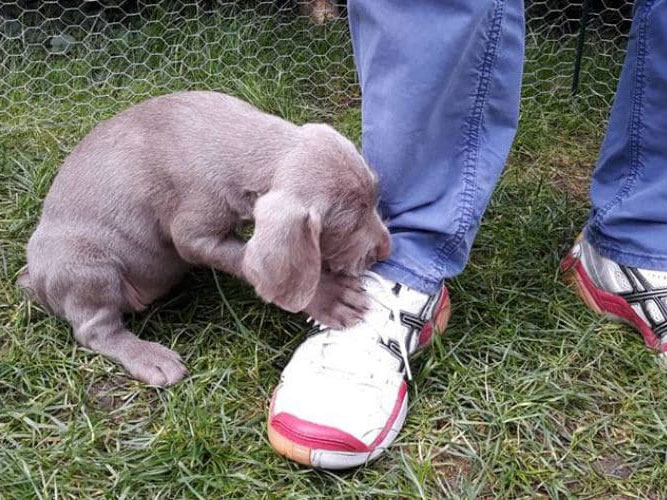 Grauer Welpe im Gras knabbert neugierig an einem weißen Turnschuh neben stehender Person.