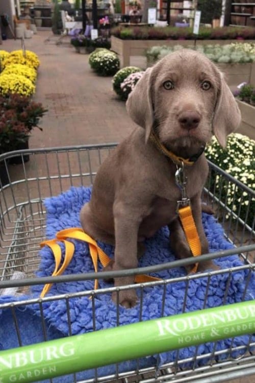 Grauer Welpe sitzt im Einkaufswagen auf blauer Decke beim Bummeln durch ein Gartencenter.