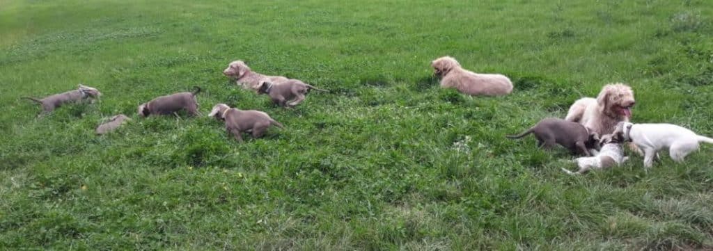 Welpen spielen auf einer Wiese