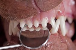Die Zähne eines Hundes