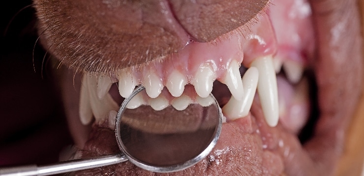 Die Zähne eines Hundes