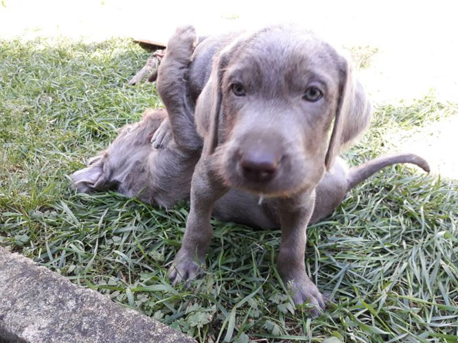 Grauer Welpe sitzt im Gras, ein zweiter Welpe tollt dahinter, neugieriger Blick zur Kamera.