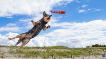 Cattle Dog im Sprung